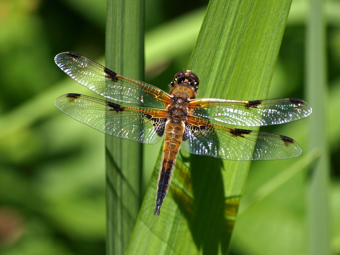 La vie est belle: Libelle