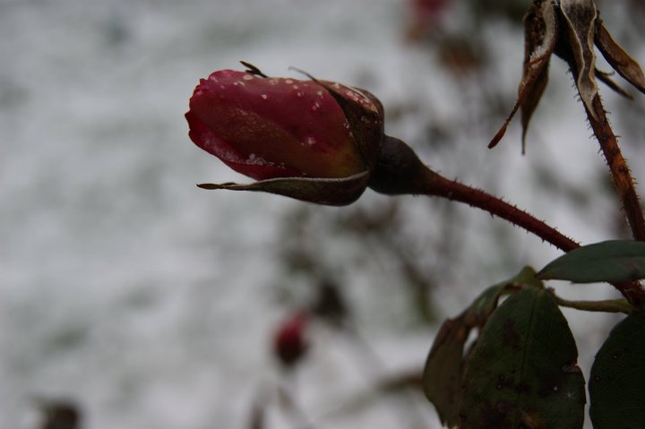 La vie est une rose dont chaque pétale est une illusion et chaque épine une réalité.