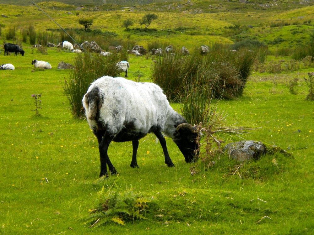 -La vie est verte sur cette ile magique qui se nomme l'Irlande_