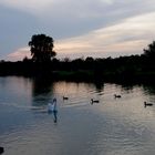 La vie sur le lac, à la tombée de la nuit !