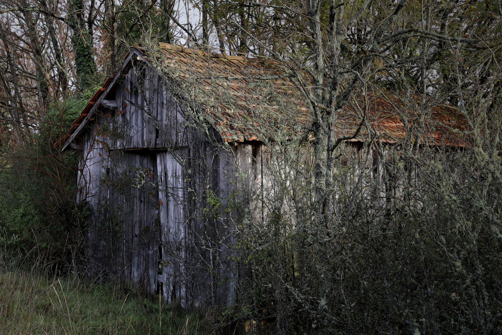 La vieille cabane