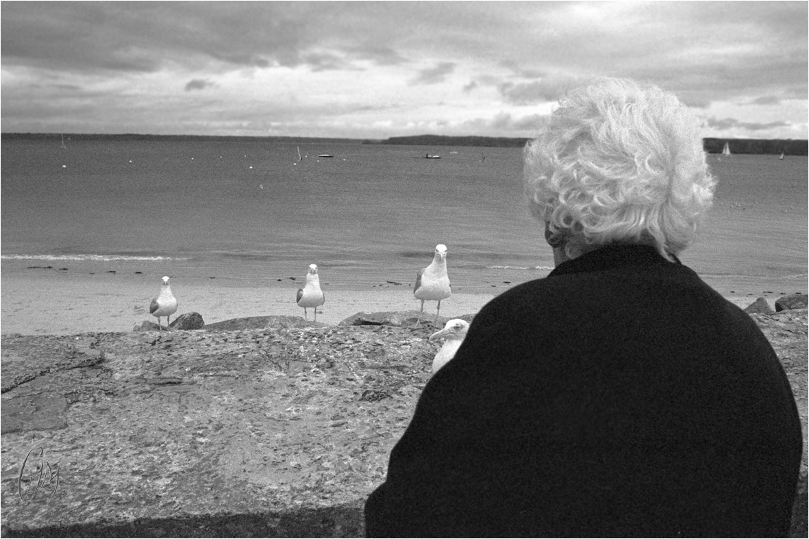 La vieille dame aux "pigeons de mer"