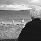 La vieille dame aux "pigeons de mer"