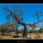 La Vieja Encina