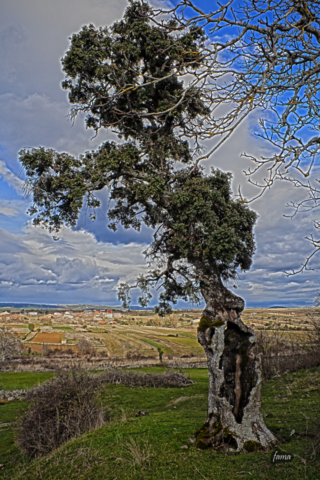 La vieja encina