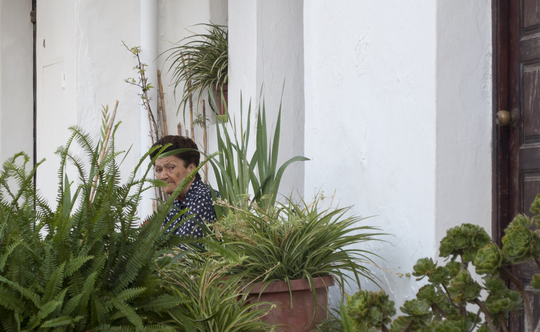 La vieja y las plantas