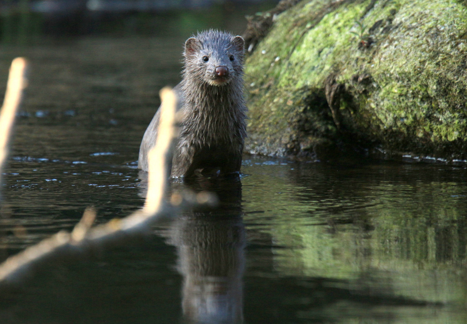 la vigilance - la loutre