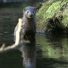 la vigilance - la loutre