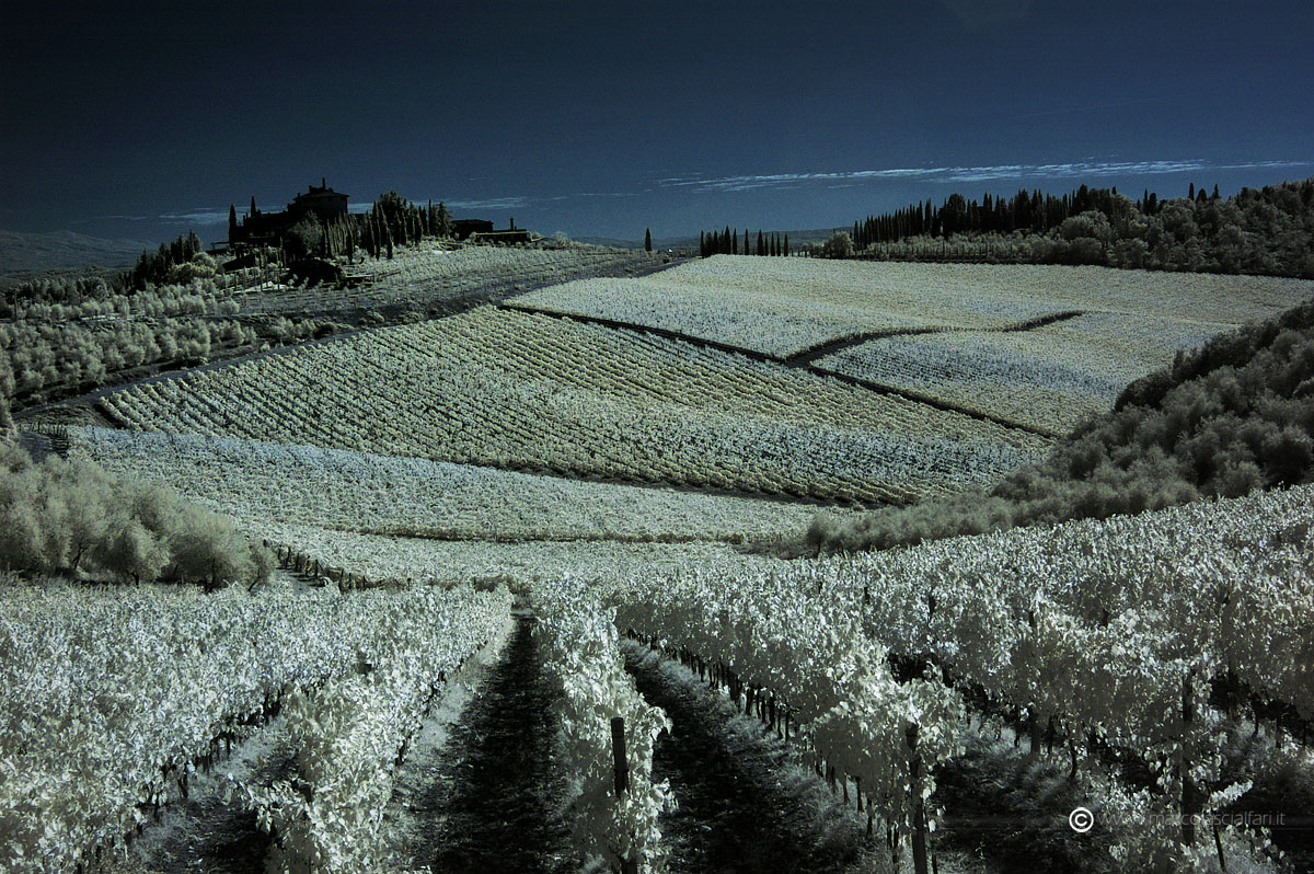 La vigna ...