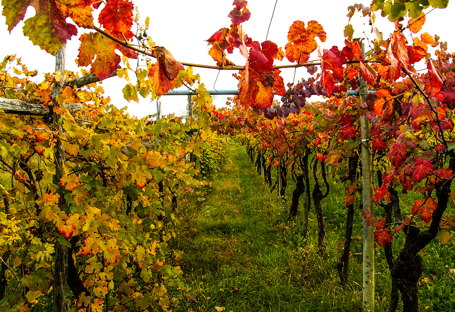 LA VIGNA