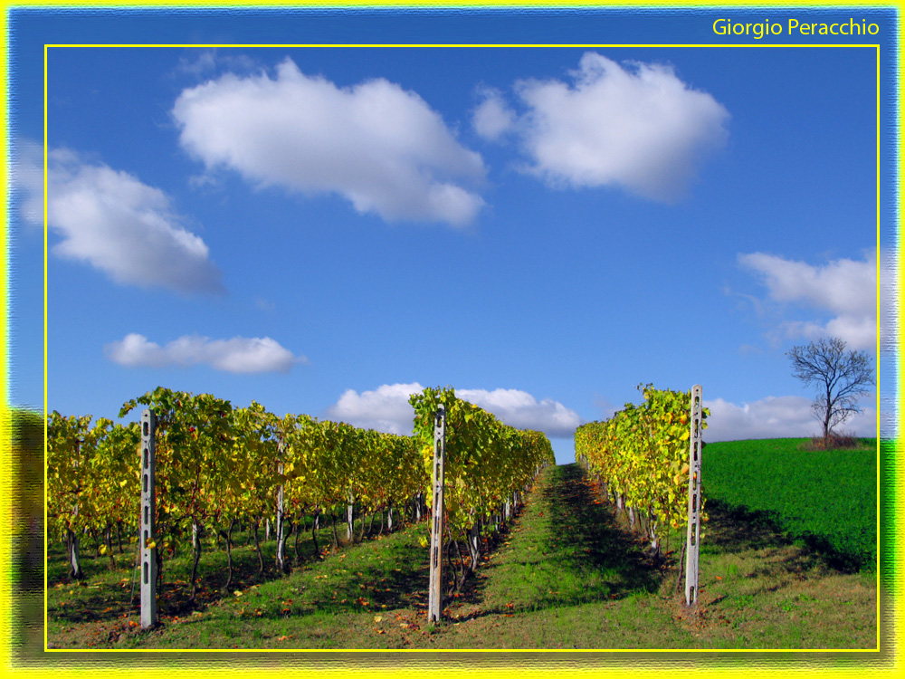 La vigna d'Autunno