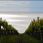 La vigna e il mare