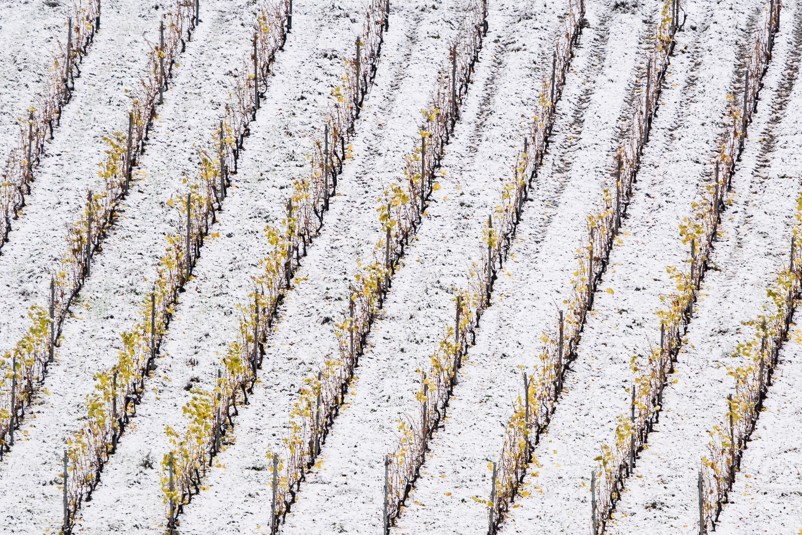 la vigna e la neve