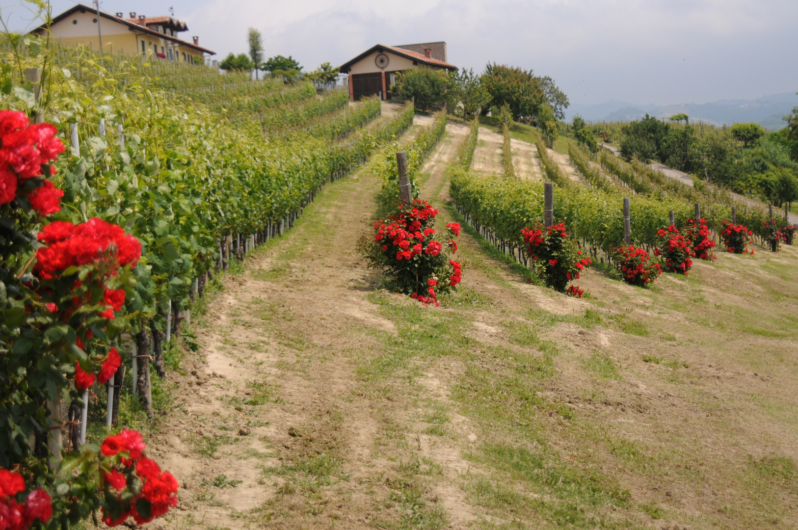 la vigna e la rosa