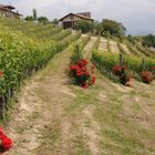 la vigna e la rosa