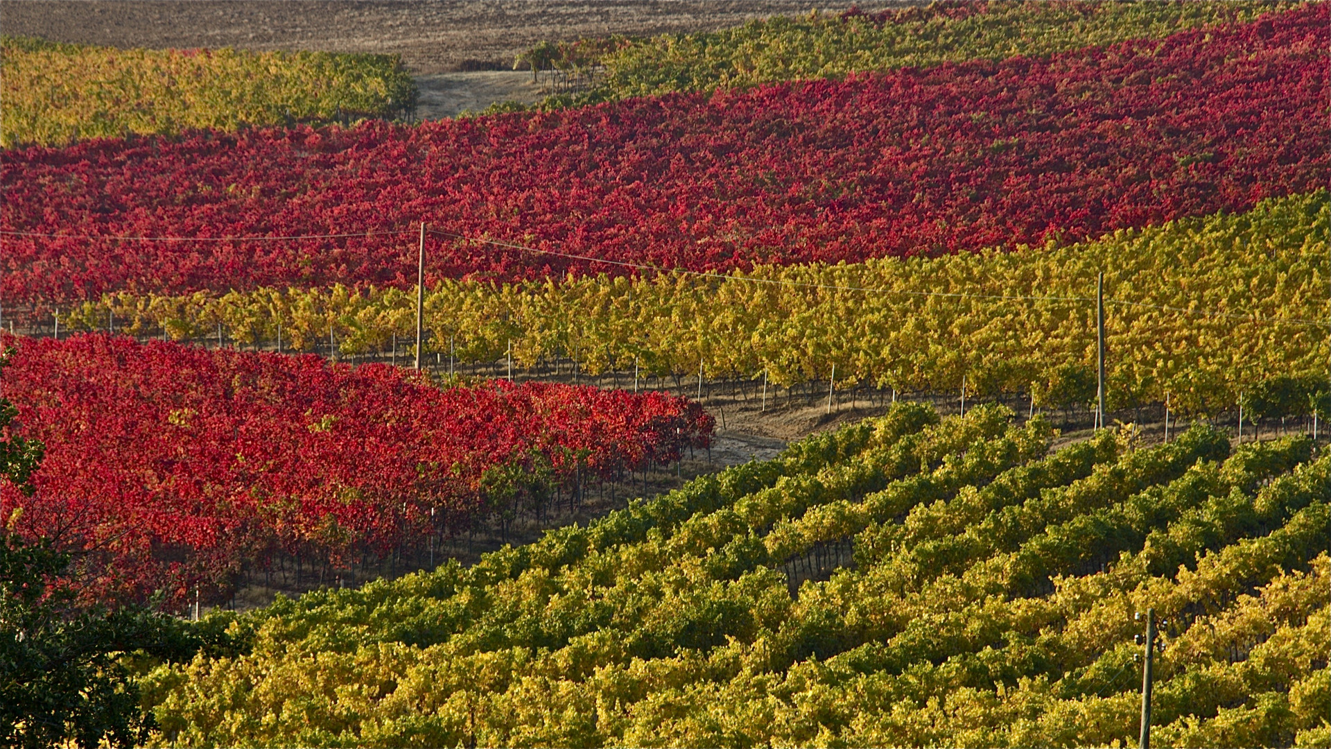 la vigna