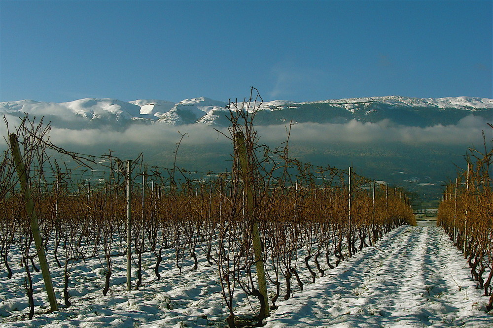 la vigna invernale