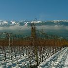 la vigna invernale