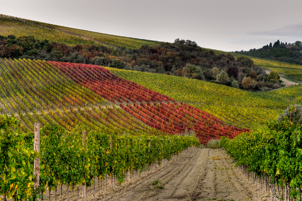 LA VIGNA, LA MACCHIA