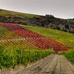 LA VIGNA, LA MACCHIA