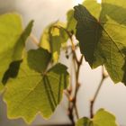 La vigne, à un stade où elle nous permet encore d'y voir "clair"...