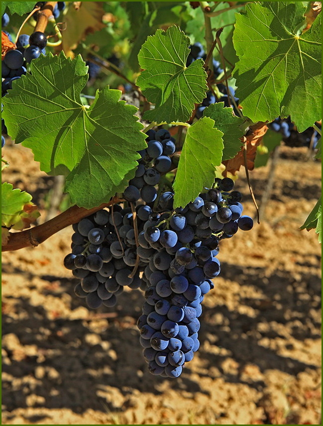 La vigne au soleil