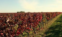 LA VIGNE AUX COULEURS DE L'AUTOMNE