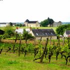 La Vigne d'Anjou ...