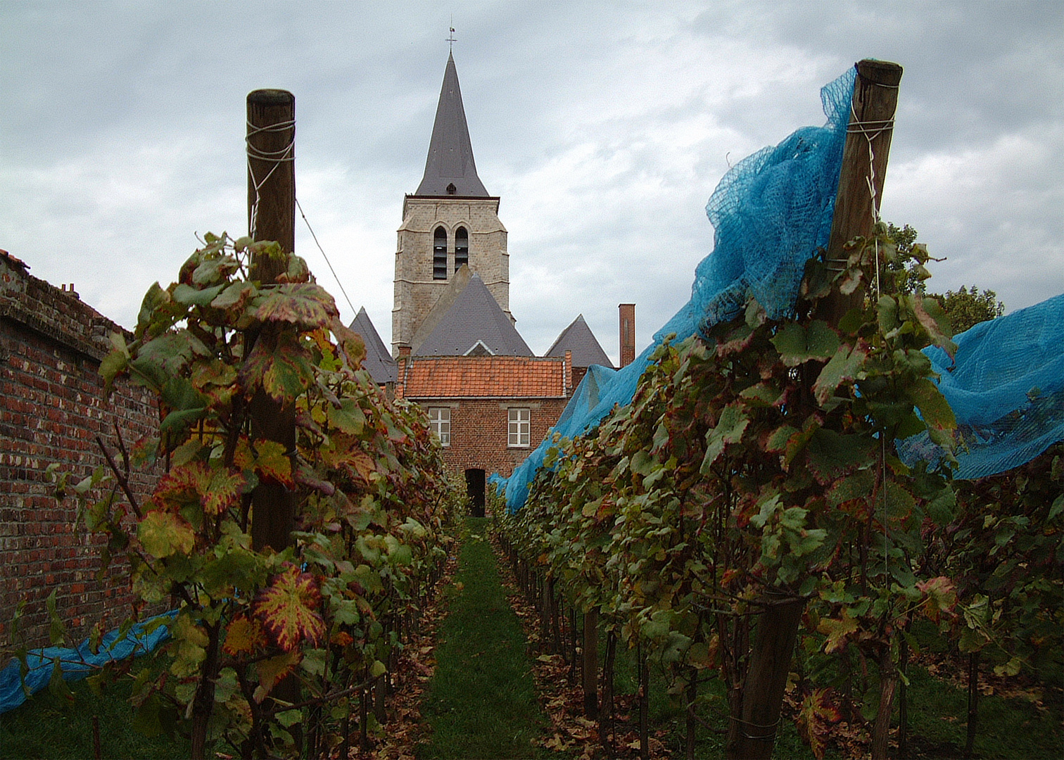 La vigne du curé...