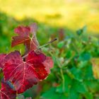 La vigne en couleurs