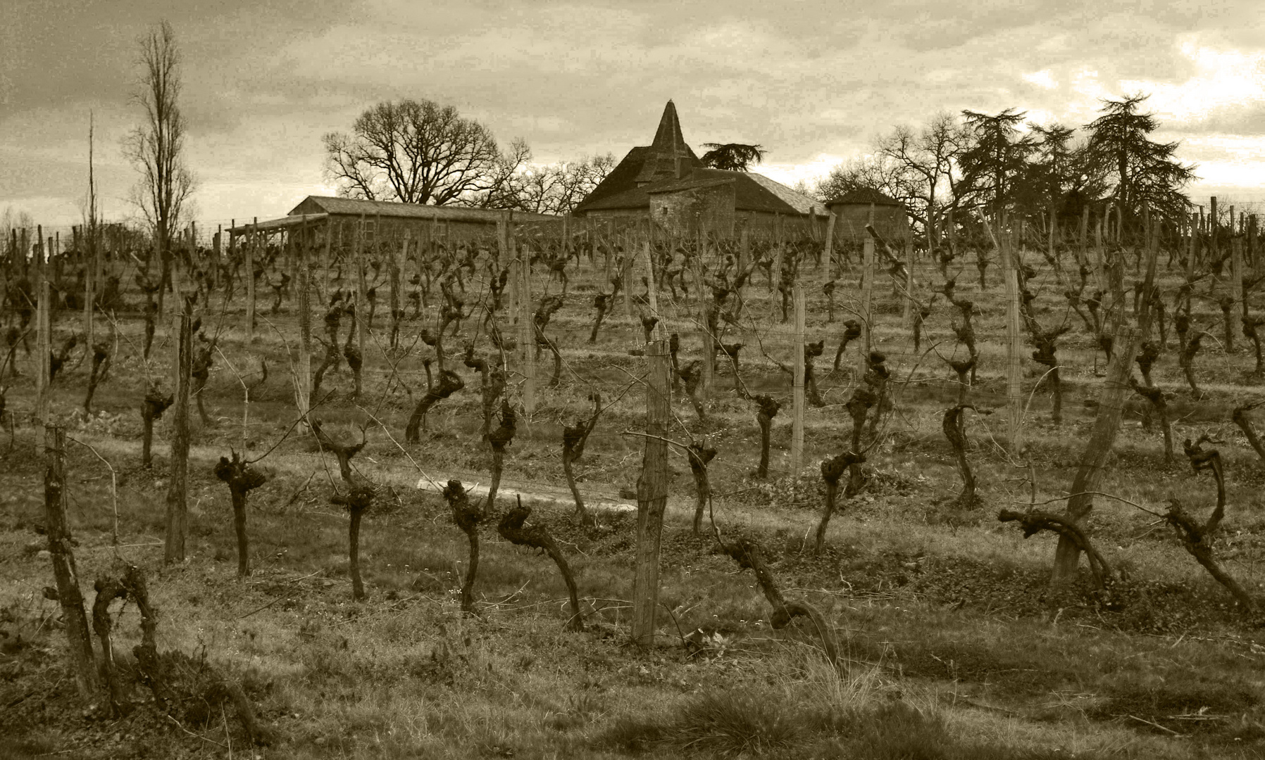 la vigne en sommeil