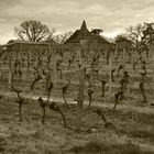 la vigne en sommeil