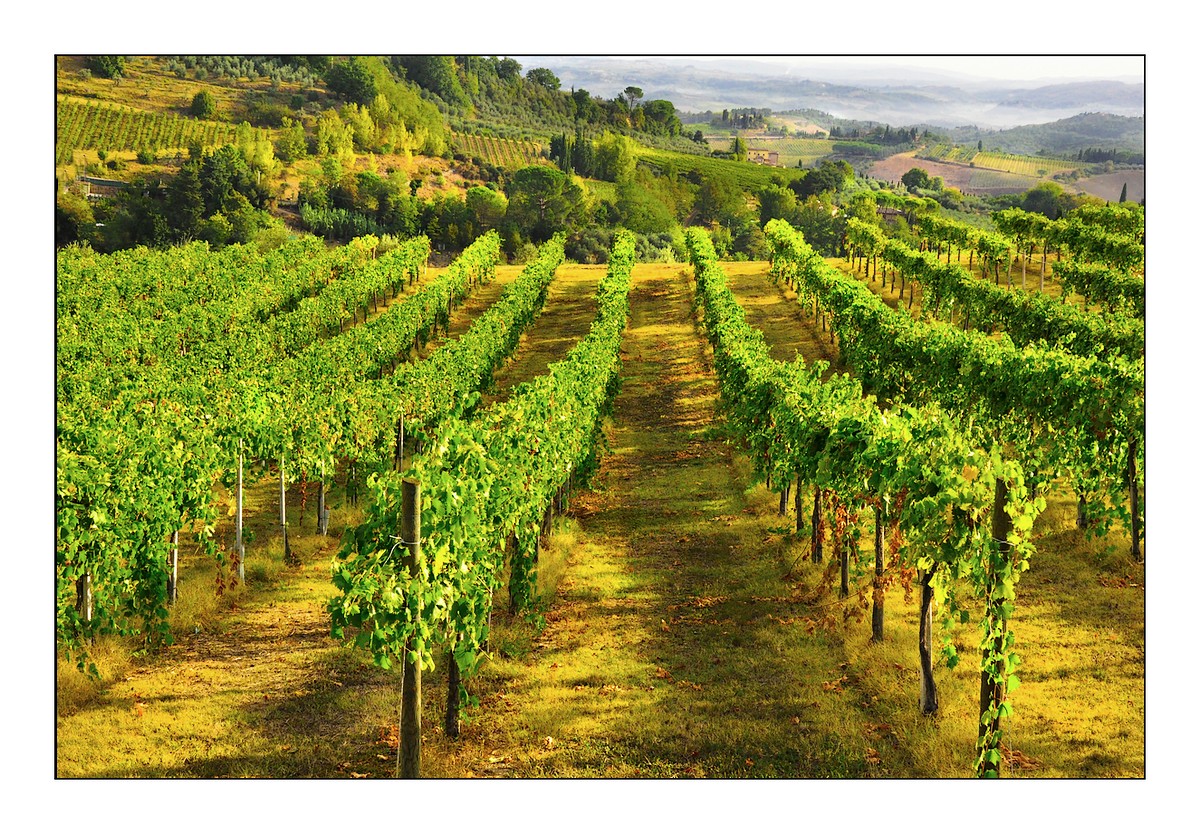 La vigne en toscane