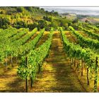 La vigne en toscane