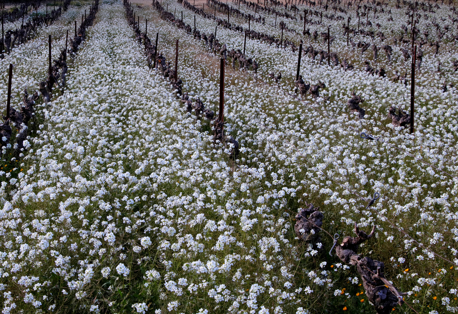 LA VIGNE FLEURIE...