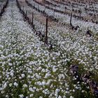 LA VIGNE FLEURIE...