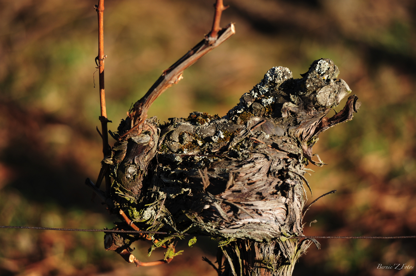 La vigne - le pied 