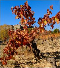 La vigne rouge