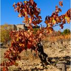 La vigne rouge