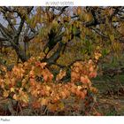 LA VIGNE SAUVAGE DE MODENE IMPRIMABLE