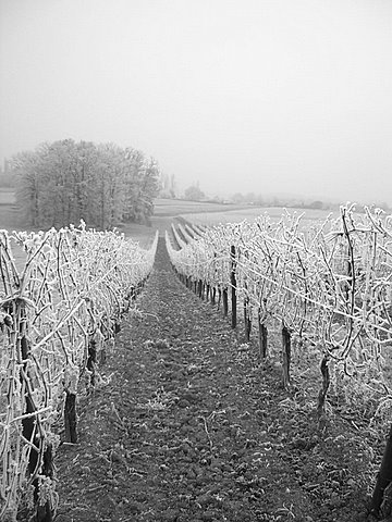 La vigne sous le givre