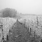 La vigne sous le givre