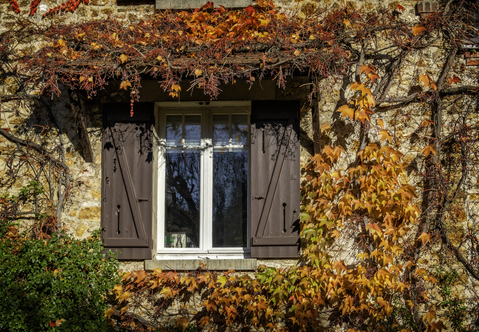 La vigne vierge 