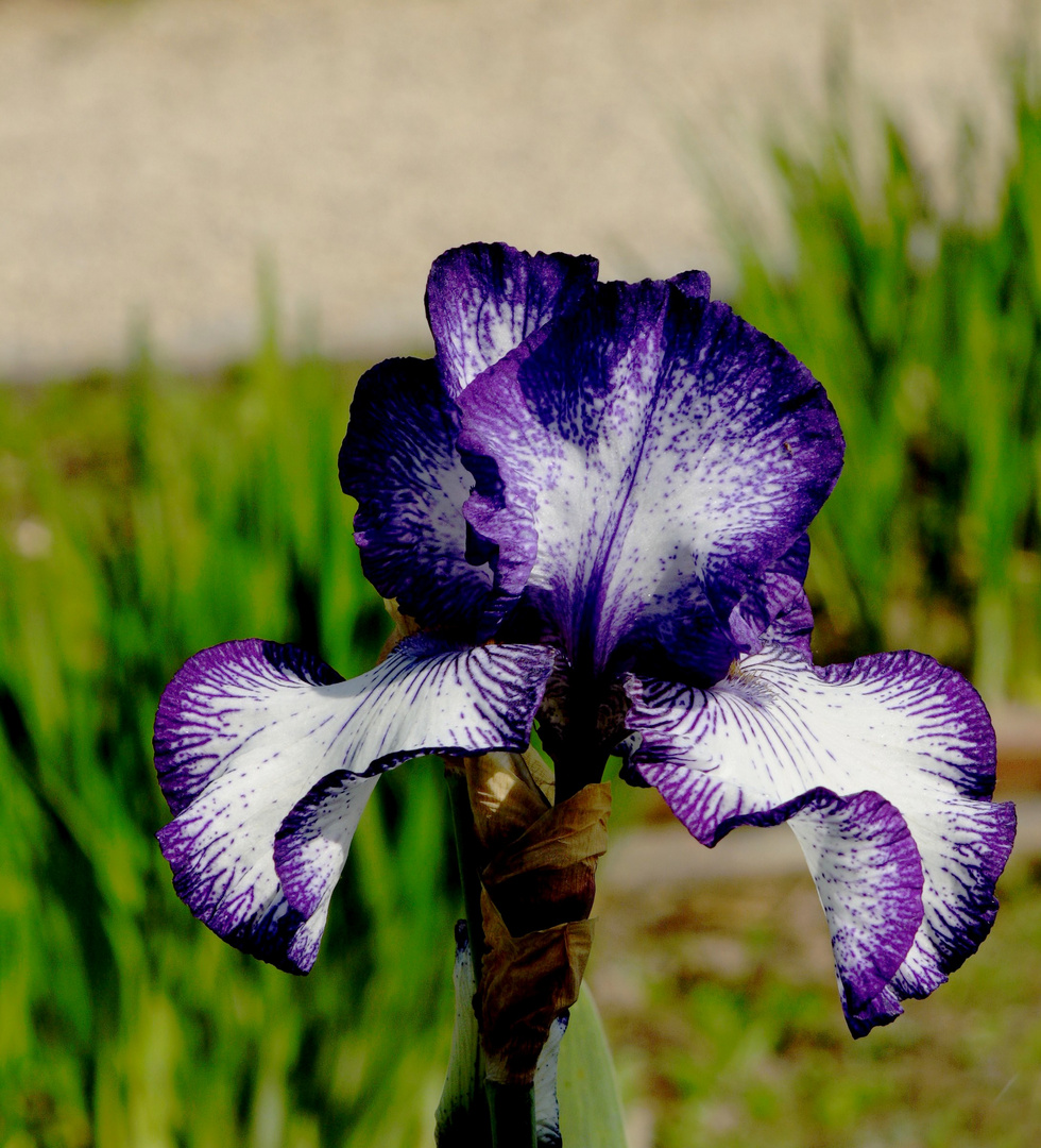 la violette vanille