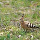 La visite du jour à domicile !!!!!