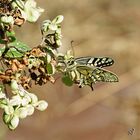 La visite du jour ..... le machaon