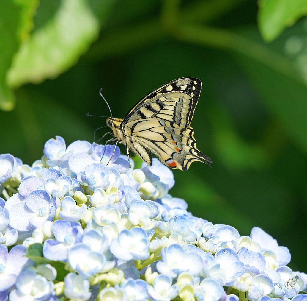 La visite du jour sur mes hortensias