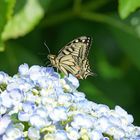 La visite du jour sur mes hortensias