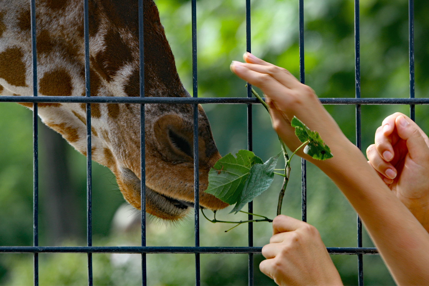 La visite du zoo  -  Der Zoobesuch