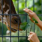 La visite du zoo  -  Der Zoobesuch